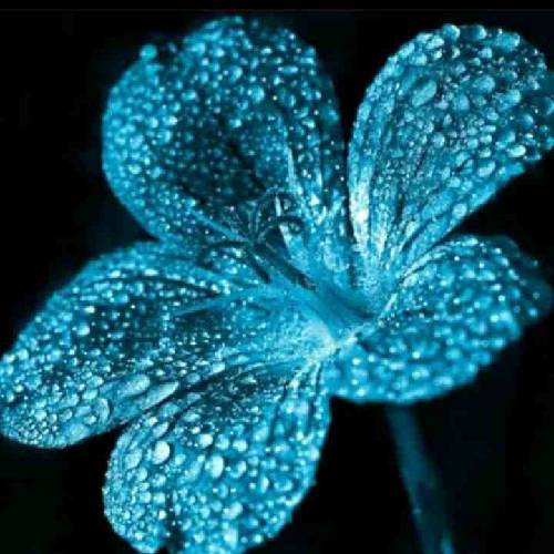 مجید یحیایی دلی که تنهاست به خدا راهی نداره